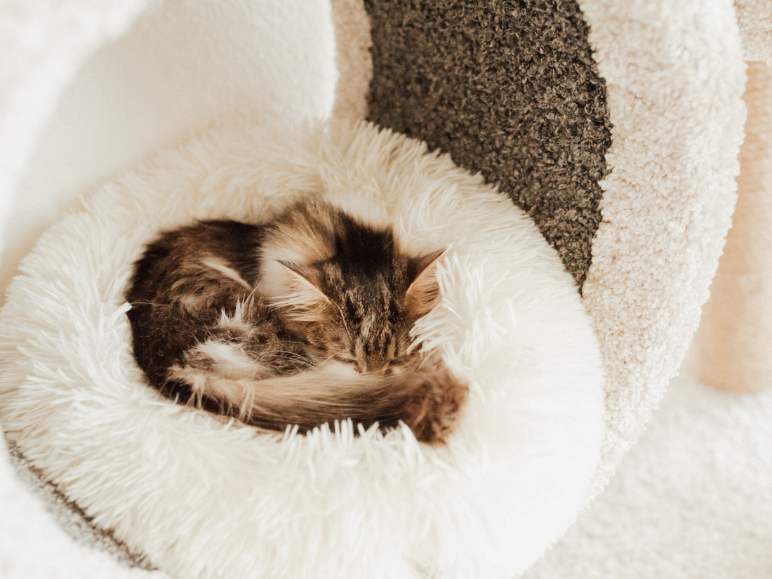 Mobility Solutions for Pets: How to Help Your Furry Friend Move Freely