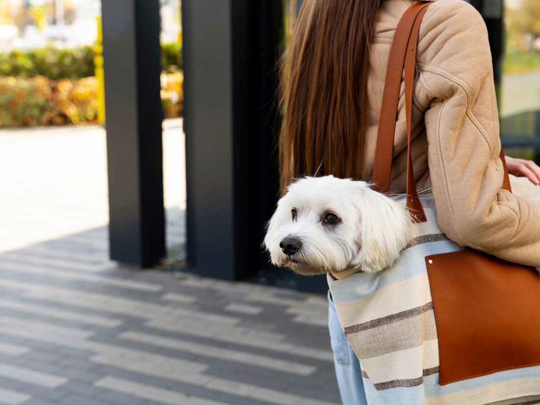 Caring for Pets with Special Needs: Essential Tips for a Happy Life