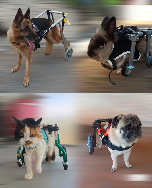 Pet’s Mobility Wheelchair